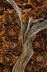 USA, Washington State, Seabeck. Cedar cones and driftwood. Coastal Print